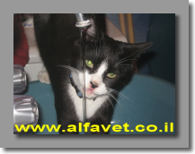 מלך שותה רק מים טריים מלך שותה רק מים טריים